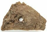Agatized Fossil Coral Geode - Florida #234351-2